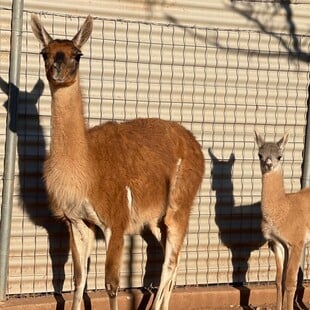 ΚΑΛΑΒΡΥΤΑ ΖΩΟΛΟΓΙΚΟΣ ΚΗΠΟΣ