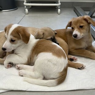 Νέο κουταβάκι ή γατάκι; Οδηγός για «Νέους Γονείς» που θέλουν να κάνουν ένα σωστό και ισορροπημένο ξεκίνημα