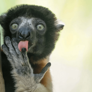 Αυτές είναι οι πιο αστείες φωτογραφίες ζώων του 2025