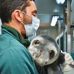 «Ελληνική τραγωδία»: Οι φώκιες Monachus monachus κρύβονται σε σπηλιές για να γλιτώσουν από τον τουρισμό