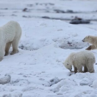 ΠΟΛΙΚΗ ΑΡΚΟΥΔΑ ΥΙΟΘΕΣΙΑ ΑΡΚΟΥΔΑΚΙ