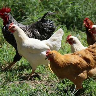 ΓΡΙΠΗ ΤΩΝ ΠΤΗΝΩΝ ΚΟΤΕΣ