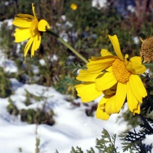 Καιρός: Κρύο και παγετός κατά τόπους - Πού καταγράφονται οι χαμηλότερες θερμοκρασίες