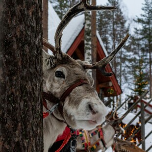 ΤΑΡΑΝΔΟΙ ΦΙΝΛΑΝΔΙΑ ΛΥΚΟΙ