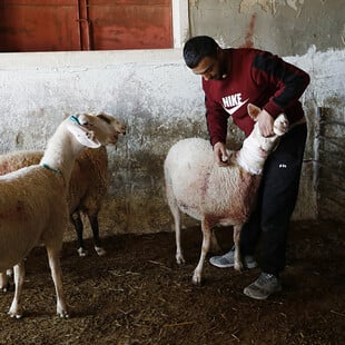 ΔΥΤΙΚΗ ΟΧΘΗ ΕΠΟΙΚΟΙ ΠΡΟΒΑΤΑ ΧΗΜΙΚΑ
