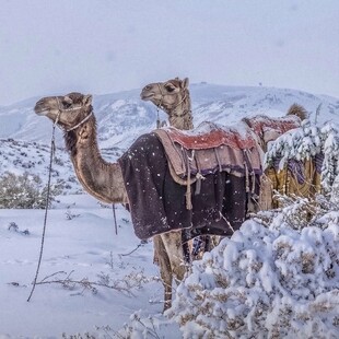 Σαουδική Αραβία: 