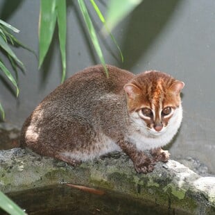 ΑΓΡΙΟΓΑΤΑ ΑΠΕΙΛΟΥΜΕΝΟ ΕΙΔΟΣ ΤΑΙΛΑΝΔΗ