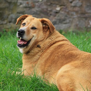 ΦΑΡΜΑΚΑ ΑΔΥΝΑΤΙΣΜΑΤΟΣ ΓΑΤΕΣ ΣΚΥΛΟΙ