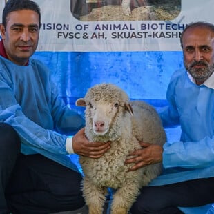 ΠΡΟΒΑΤΟ ΙΝΔΙΑ ΓΕΝΕΤΙΚΗ ΕΠΕΞΕΡΓΑΣΙΑ