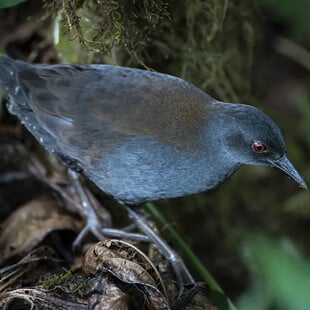 «Μετά από 200 χρόνια βλέπουμε ξανά αυτό το είδος»: Τα σπάνια πουλιά που επιστρέφουν στα νησιά Γκαλαπάγκος