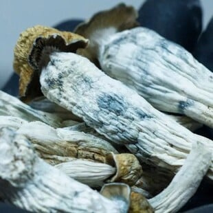 ΨΥΧΕΔΕΛΙΚΑ ΜΑΝΙΤΑΡΙΑ ΜΑΓΙΚΑ ΠΩΣ ΔΡΟΥΝ