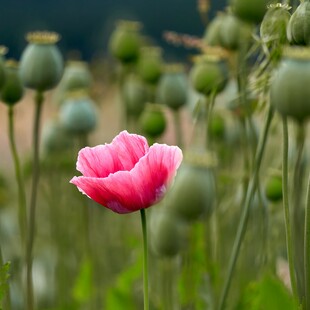 Αφγανιστάν: Σημαντικές απώλειες για τους αγρότες μετά την απαγόρευση καλλιέργειας παπαρούνας από τους Ταλιμπάν