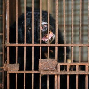 Νότια Κορέα: Τέλος στην εκτροφή αρκούδων για χολή, έπειτα από χρόνια αντιδράσεων