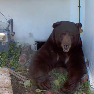 «Ακούγεται σαν δράκος»: Mαύρη αρκούδα έχει εγκατασταθεί κάτω από σπίτι στην Καλιφόρνια
