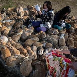 Πώς ένα άδειο νησί στην Ιαπωνία γέμισε με κουνέλια - Η σκοτεινή ιστορία του
