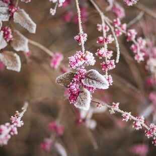 Καιρός - Τσατραφύλλιας: Πότε υποχωρεί το κρύο - Πού έφτασε τους μείον 15 βαθμούς η θερμοκρασία