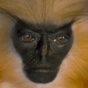 ΣΠΑΝΙΟ ΕΙΔΟΣ ΜΑΙΜΟΥ 