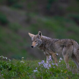 ΚΟΓΙΟΤ ΕΡΕΥΝΑ ΠΕΝΘΟΣ ΣΥΝΤΡΟΦΟΣ