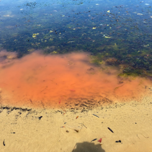 Ροζ γλίτσα σε παραλία της Τασμανίας προκαλεί ανησυχία 