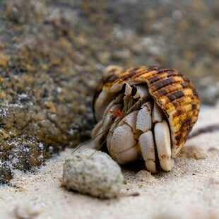 ΚΑΒΟΥΡΑΣ ΜΙΚΡΟΠΛΑΣΤΙΚΑ ΕΡΕΥΝΑ