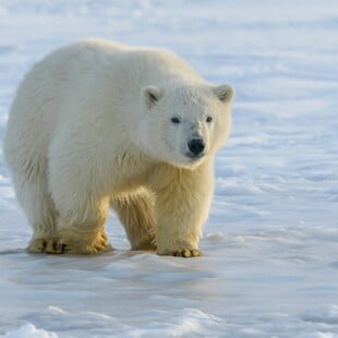 Ρωσία: Σπάνια επίθεση πολικής αρκούδας σε οικογένεια
