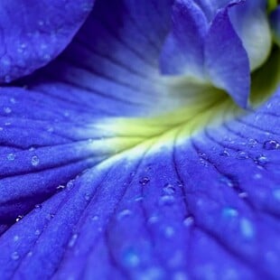 ΣΚ - Πώς ένα μπλε λουλούδι αλλάζει το μέλλον των αγροτών στην Ινδία