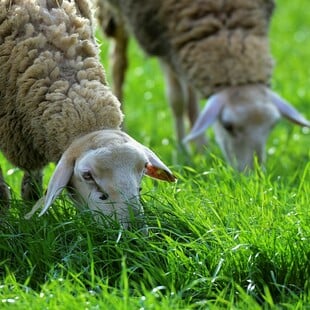 ΠΙΕΡΙΑ ΑΥΤΟΚΤΟΝΙΑ ΕΥΛΟΓΙΑ ΑΙΓΟΠΡΟΒΑΤΩΝ