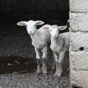 Πιερία: «Από την ημέρα που τα σφαγιάσανε έγινε άλλος άνθρωπος» λένε συγγενείς του κτηνοτρόφου που κρεμάστηκε