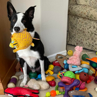 ΣΚΥΛΟΙ ΜΕΛΕΤΗ ΛΕΞΕΙΣ 