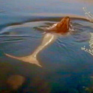 Καλοκαίρια στην Κορσική παρέα με μυθικά πλάσματα