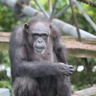 ΧΙΜΠΑΤΖΗΣ ΙΑΠΩΝΙΑ ΠΕΘΑΝΕ ΖΩΓΡΑΦΙΚΗ