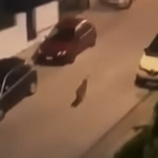 Χαϊδάρι: Η στιγμή που λύκος περιπλανιέται σε δρόμο της περιοχής 