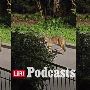 Λύκε, λύκε, είσαι εδώ; Όταν η άγρια ζωή φτάνει στην αυλή μας