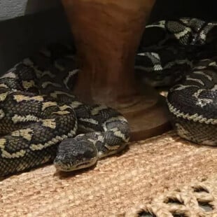 ΦΙΔΙ ΑΥΣΤΡΑΛΙΑ ΠΥΘΩΝΑΣ