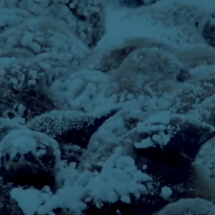 ΠΙΓΚΟΥΙΝΟΙ ΑΡΣΕΝΙΚΟΙ ΑΥΓΑ ΘΥΣΙΑ