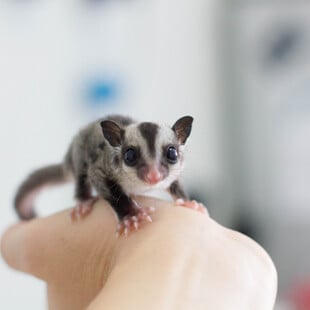 ΕΠΕΞ H ζωή μου με ένα sugar glider
