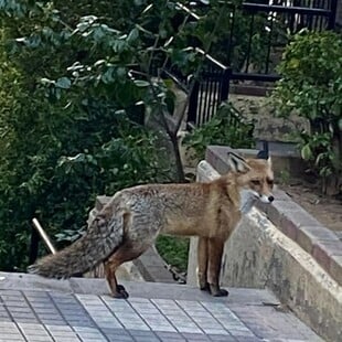 ΠΑΓΚΡΑΤΙ ΑΛΕΠΟΥ