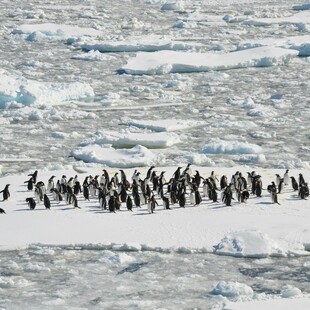 Οι πιγκουίνοι της Ανταρκτικής έχουν μετατοπίσει την περίοδο αναπαραγωγής τους εξαιτίας της κλιματικής αλλαγής 