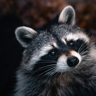 ΡΑΚΟΥΝ ΑΝΘΡΩΠΟΣ ΕΓΚΕΦΑΛΟΣ