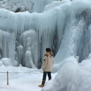 ΙΑΠΩΝΙΑ ΔΑΣΟΣ
