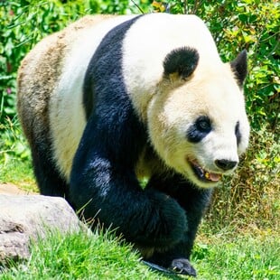 ΚΙΝΑ ΠΑΝΤΑ ΛΟΑΤΚ