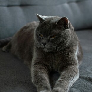 Η καθιστική ζωή μπορεί να έχει οφέλη για τον εγκέφαλο