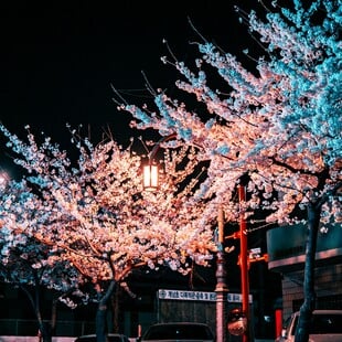 Φέτος θα μπορούσε να είναι μια απροσδόκητα οικονομική περίοδος για να δει κανείς τις ανθισμένες κερασιές της Ιαπωνίας