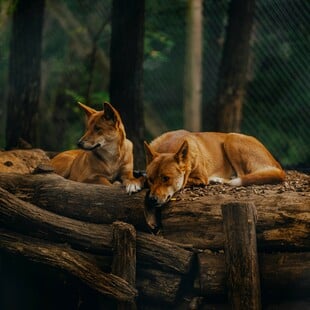 Αυστραλία: Αγέλη ντίνγκο θα θανατωθεί μετά τον θάνατο τουρίστριας στο νησί K'gari