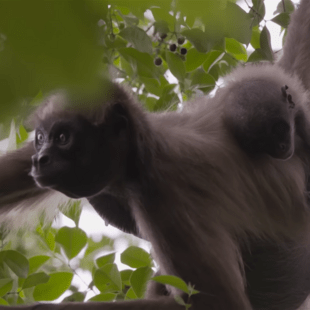 Αράχνες-μαϊμούδες: Το εντυπωσιακό σύστημα ανταλλαγής πληροφοριών για να βρίσκουν τροφή