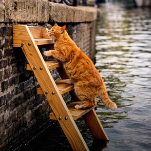 Το Άμστερνταμ τοποθετεί ειδικές σκάλες για να σκαρφαλώνουν οι γάτες που πέφτουν στα κανάλια του