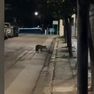 ΑΛΕΠΟΥ ΠΡΟΕΔΡΙΚΟ ΜΕΓΑΡΟ