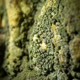 ΣΠΗΛΑΙΟ ΑΝΑΚΑΛΥΨΗ ΕΠΙΣΤΗΜΟΝΕΣ