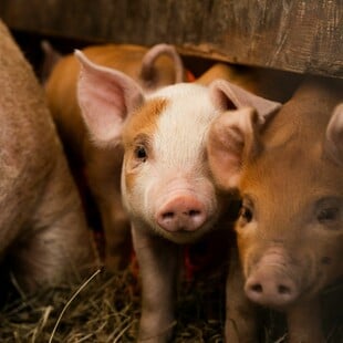 ΔΕΡΜΑ ΕΠΙΔΕΡΜΙΔΑ ΓΟΥΡΟΥΝΙΑ ΕΡΕΥΝΑ