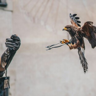 Οι γυναίκες του Μεσαίωνα χρησιμοποιούσαν την εκτροφή γερακιών για να ανατρέψουν τα έμφυλα στερεότυπα